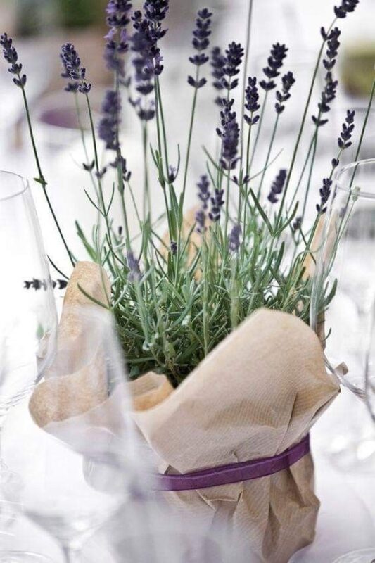Planta de lavanda