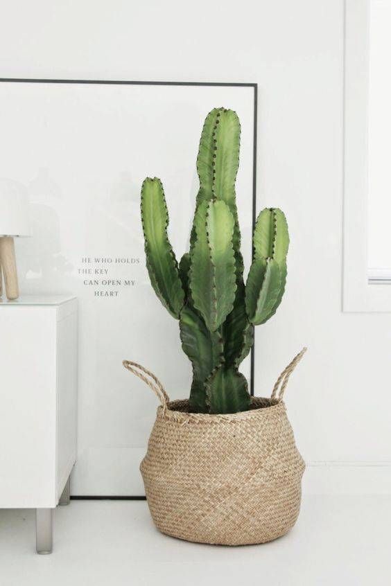 1af932d1fcc4f29feec962d9f7154a69 Decoración con plantas