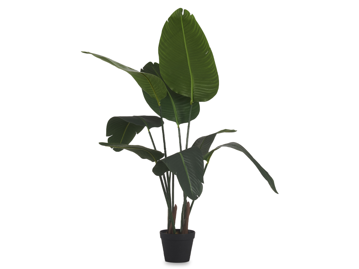 Planta con maceta esterlicia pequeña 120cm - Imagen 2