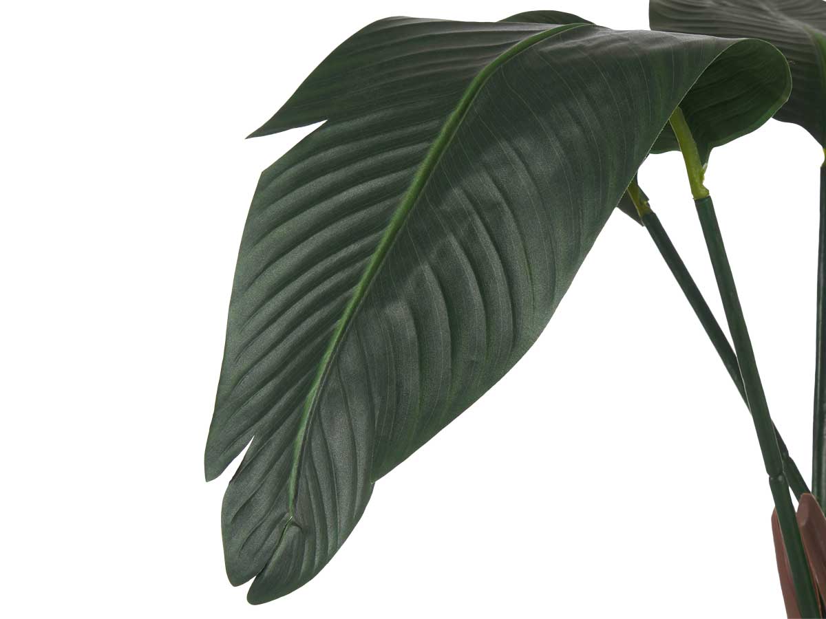 Planta con maceta esterlicia pequeña 120cm - Imagen 3