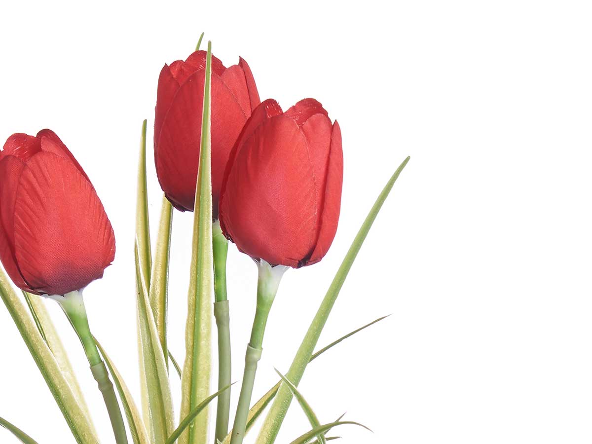 Planta tulipan bote metal surt 4 - Imagen 3