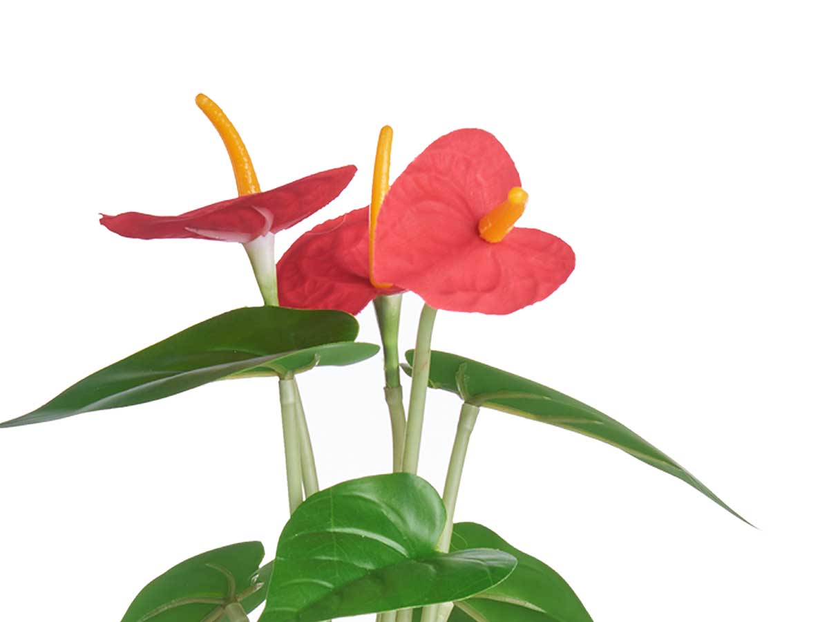 Planta lirio bote metal surt 4 - Imagen 3