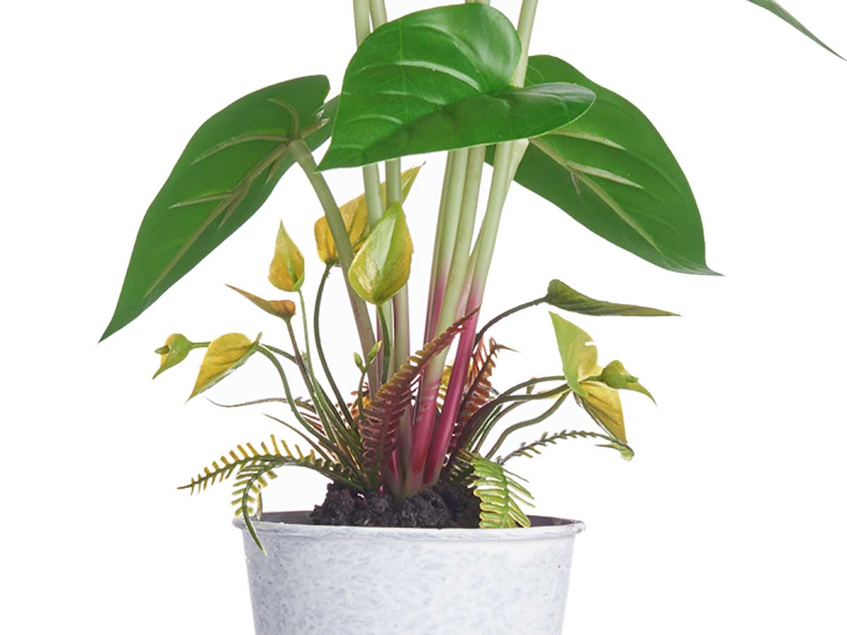 Planta lirio bote metal surt 4 - Imagen 4