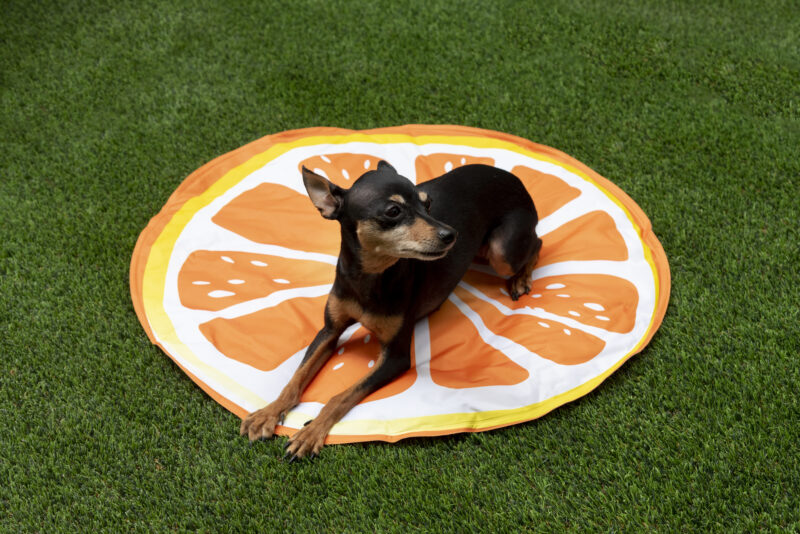 Golpe de calor en mascotas: alfombras refrescantes