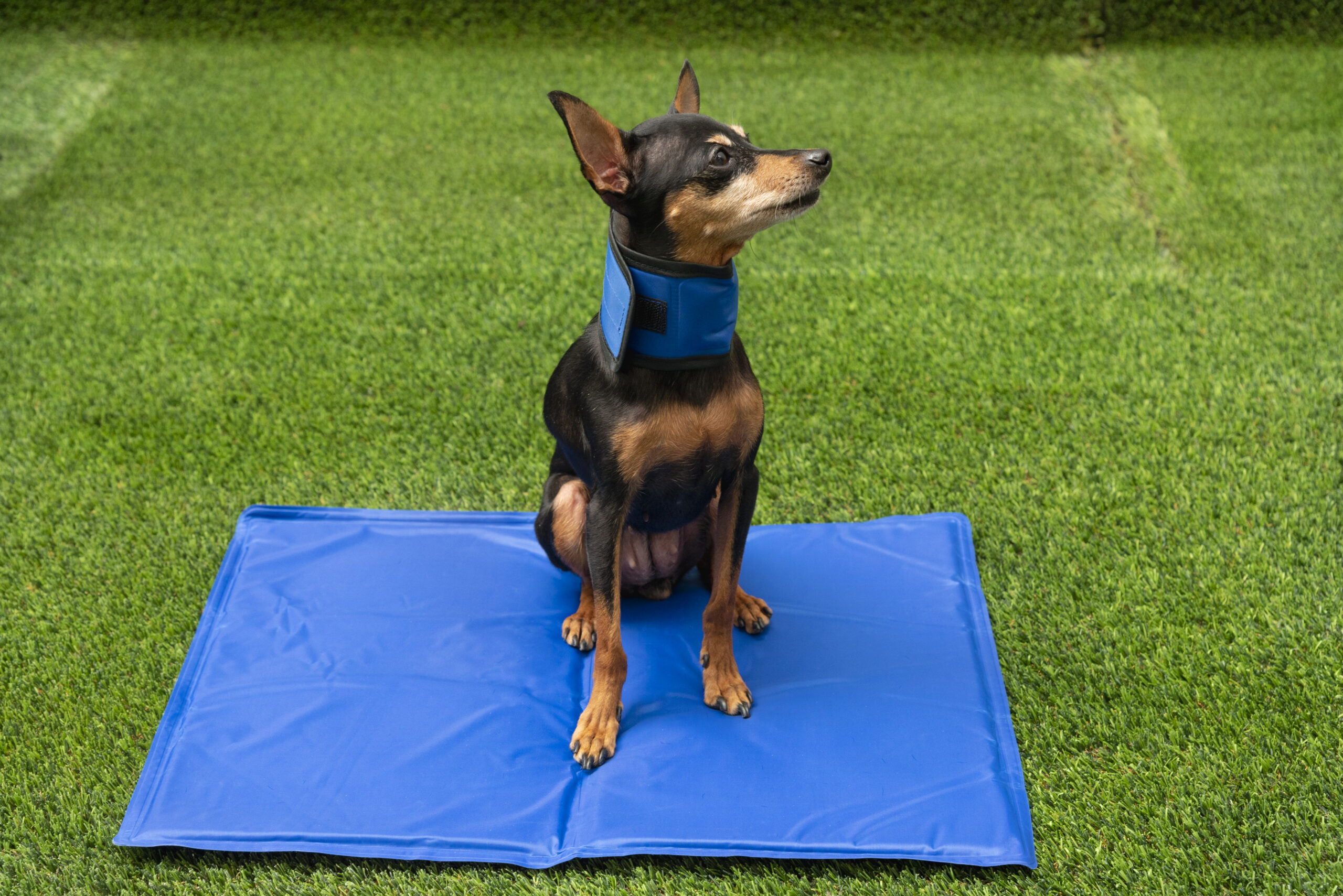 Golpe de calor en mascotas: collar refrigerante