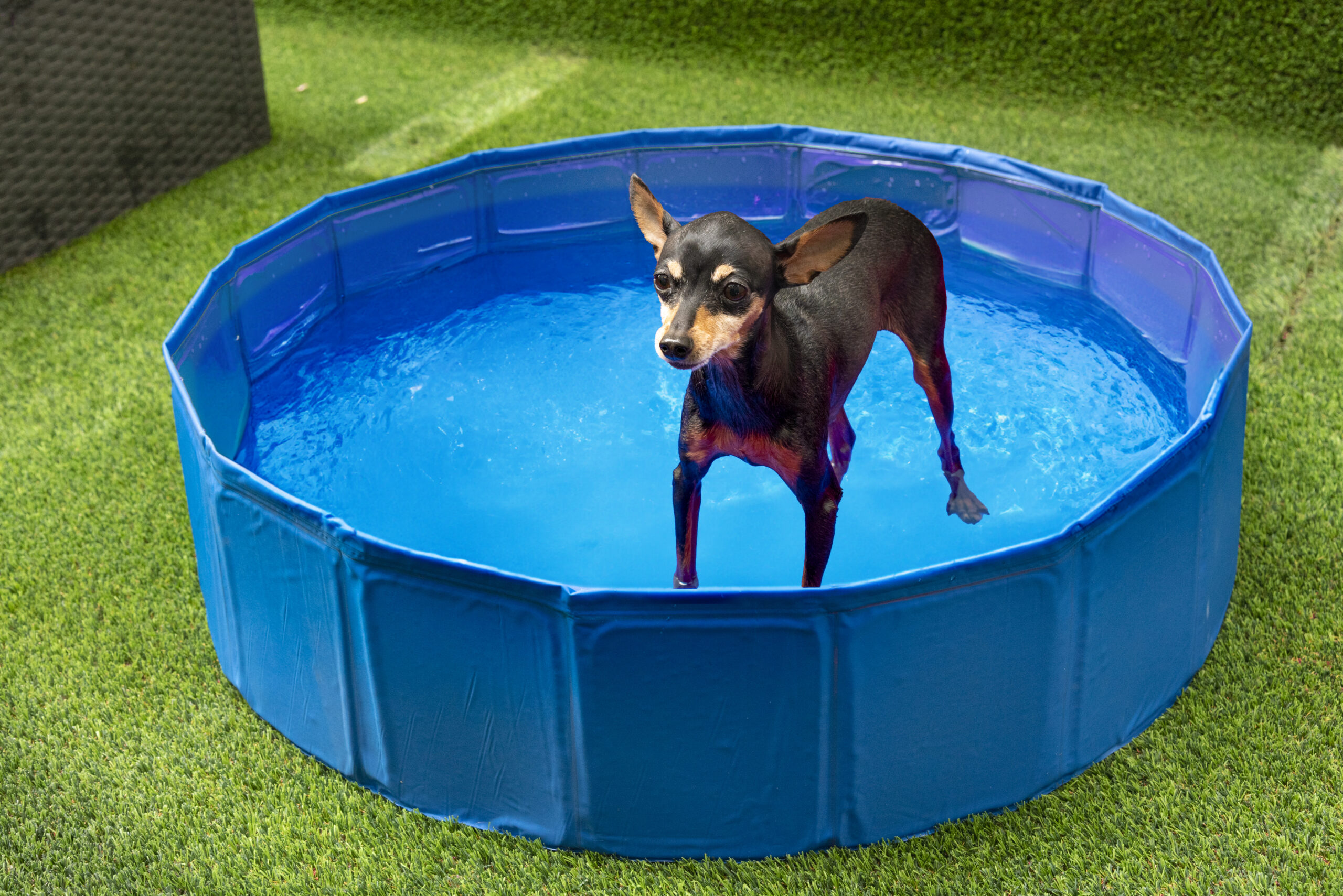 Golpe de calor en mascotas: piscina para perros