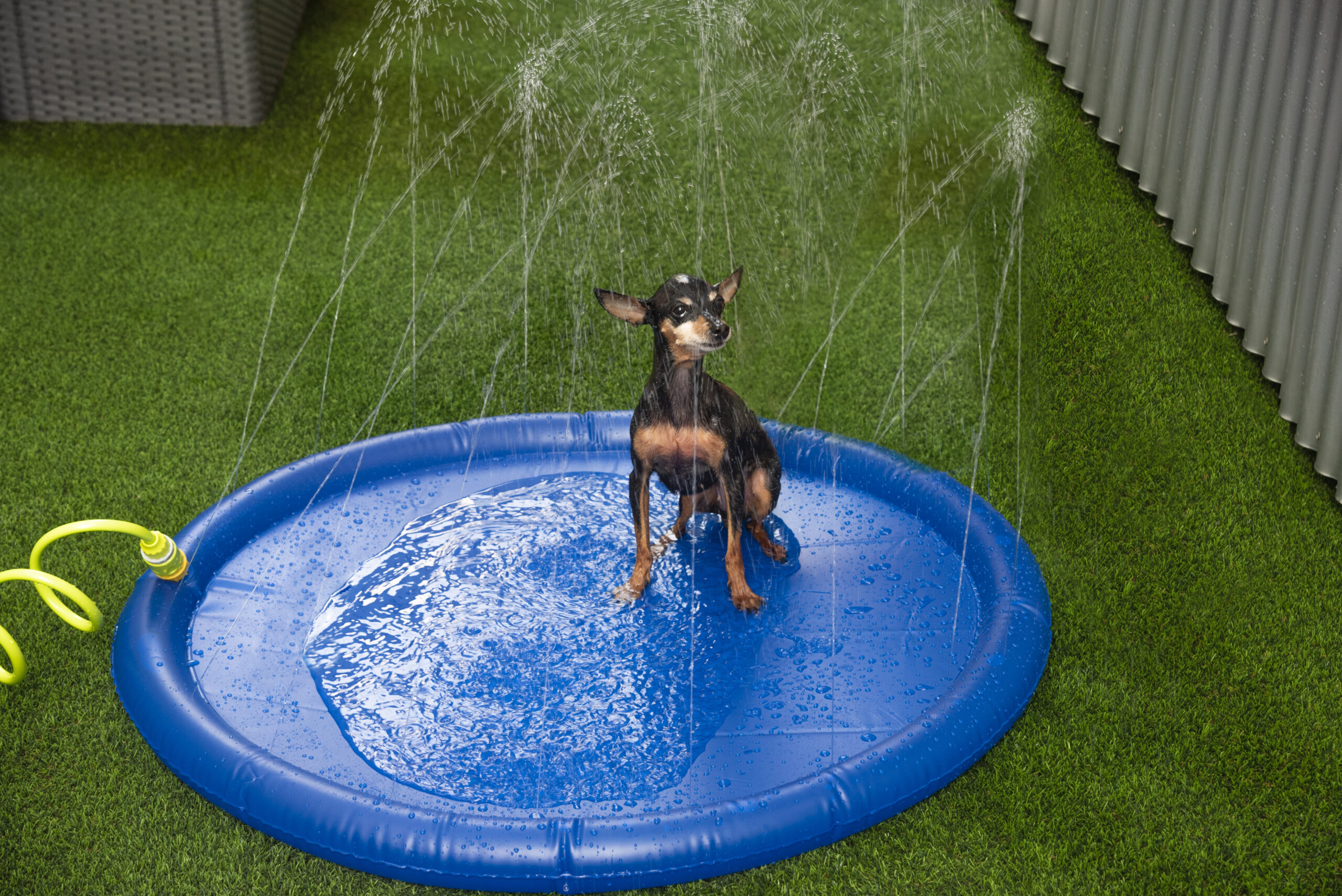 Golpe de calor en mascotas: alfombra aspersor