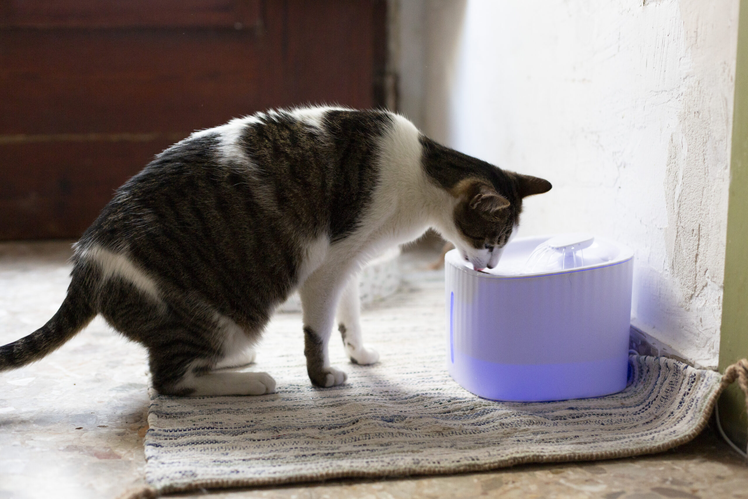 Golpe de calor en mascotas: fuente de agua