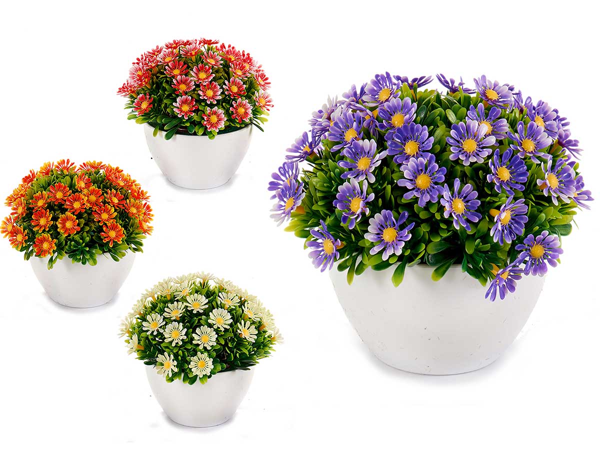 Planta flores margarita surt 4 col