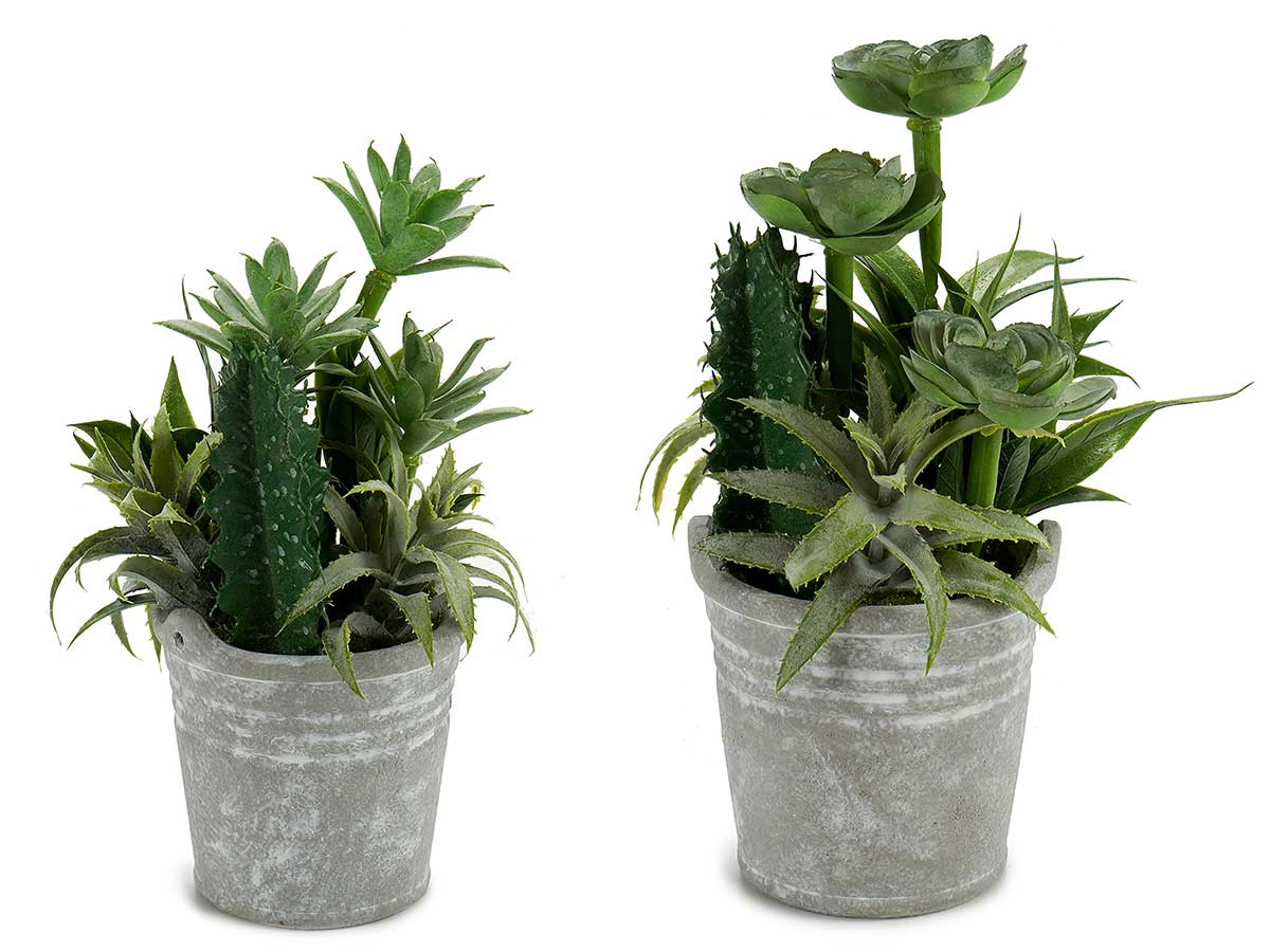 Maceta cactus plantas redonda surtido 2