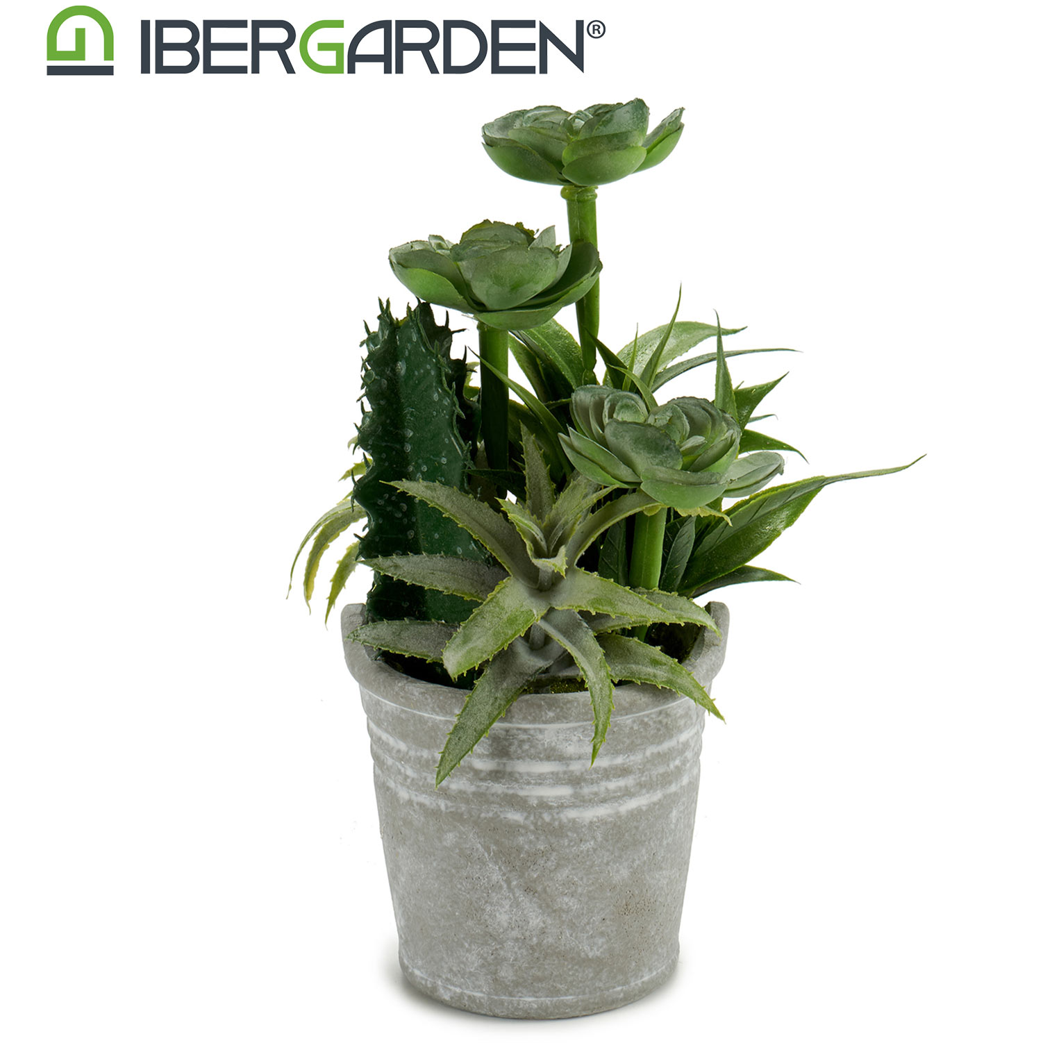 Maceta cactus plantas redonda surtido 2 - Imagen 2