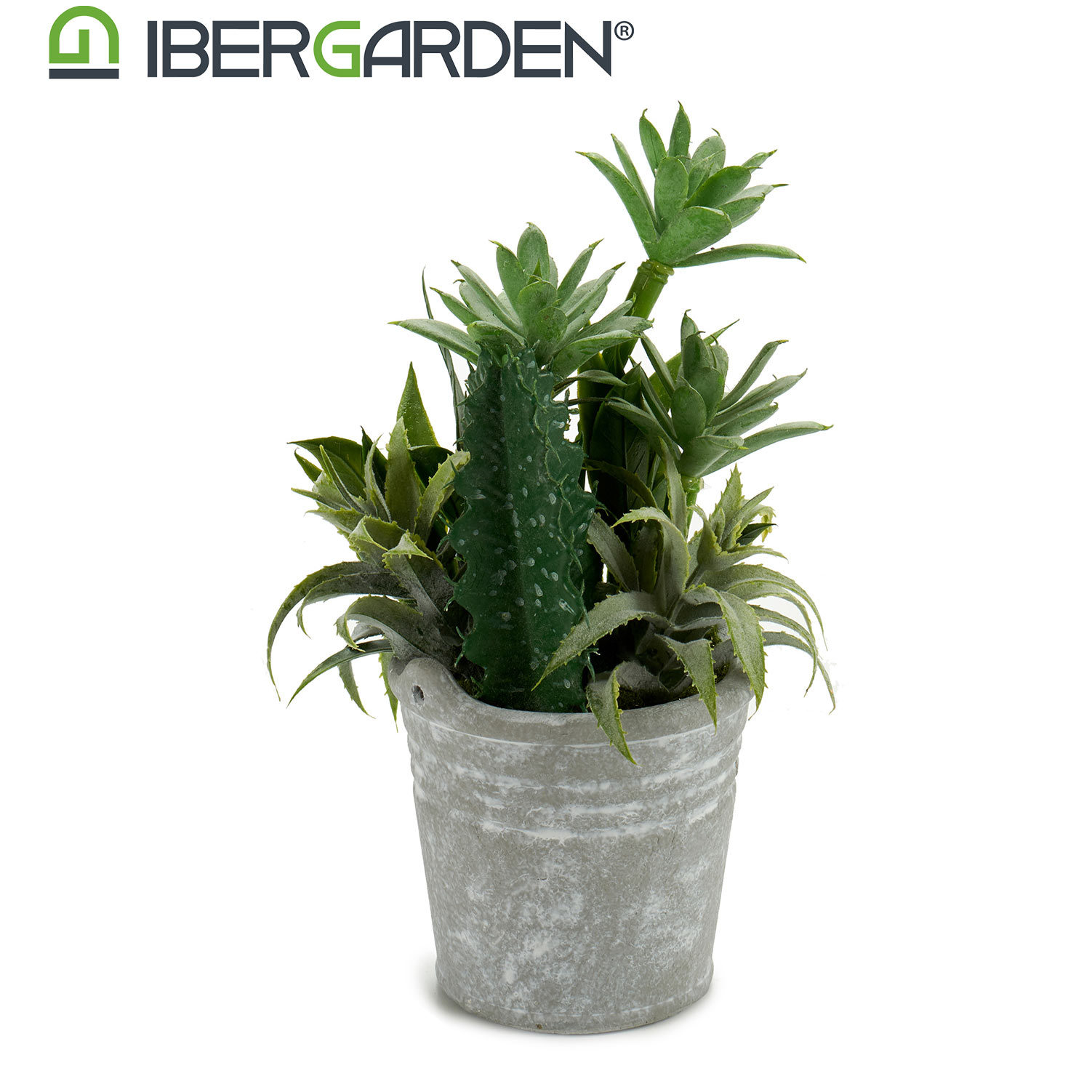 Maceta cactus plantas redonda surtido 2 - Imagen 3