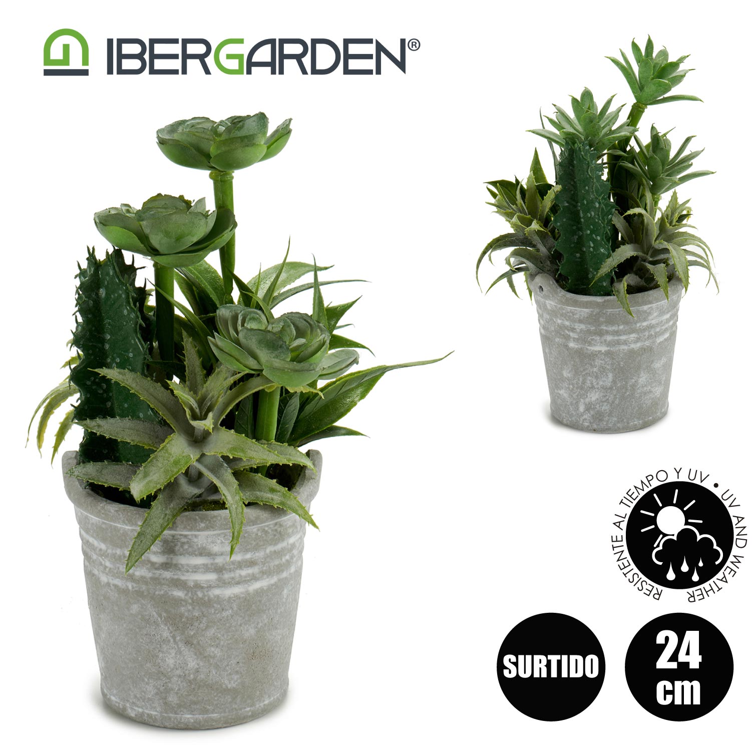 Maceta cactus plantas redonda surtido 2 - Imagen 4